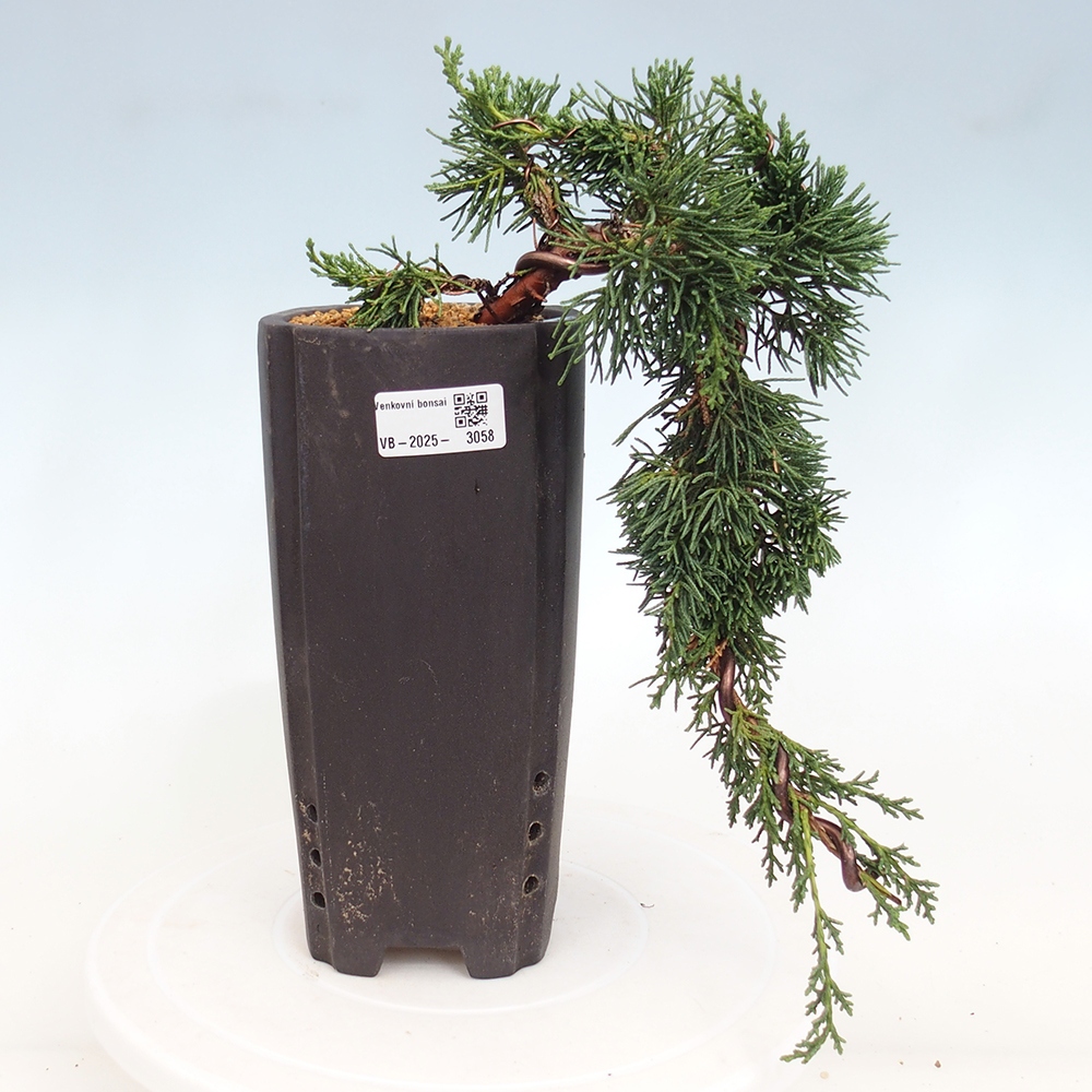 Outdoor bonsai - Juniperus chinensis Kishu - Chinese Juniper
