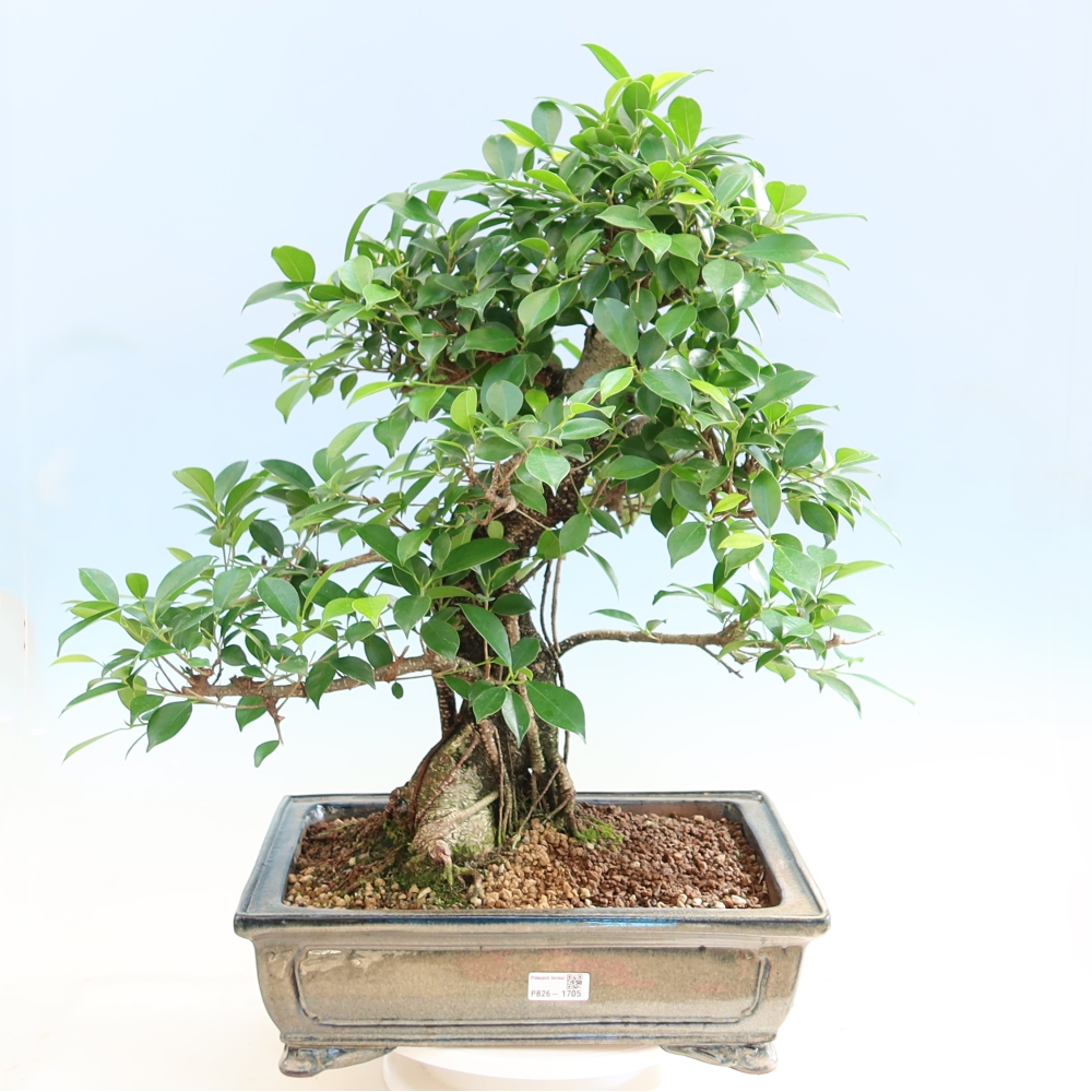 Room bonsai - Ficus kimmen - small-leaved ficus