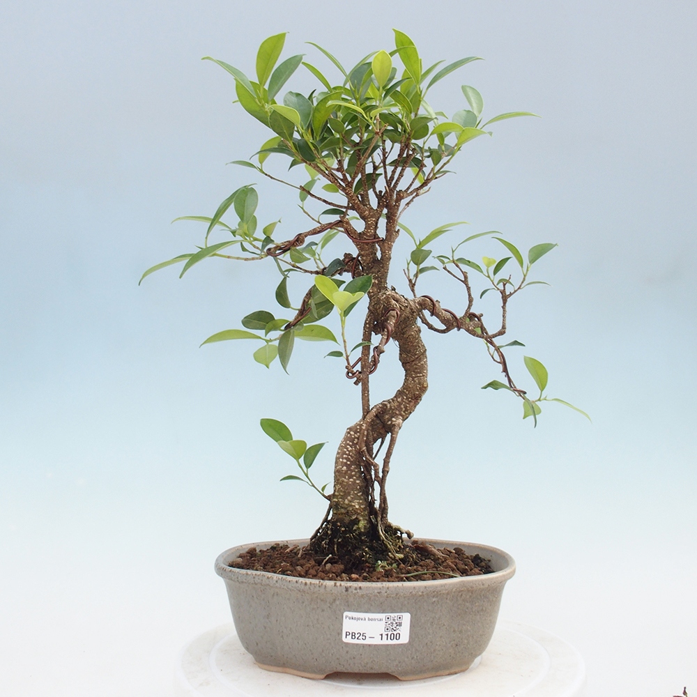 Indoor bonsai - Ficus retusa - small ficus