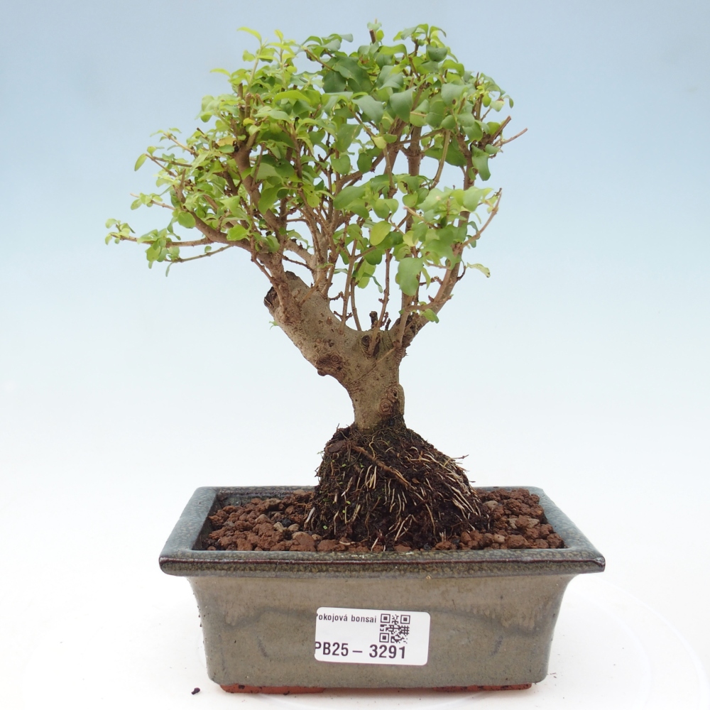 Room bonsai -Ligustrum chinensis - Birds Beak