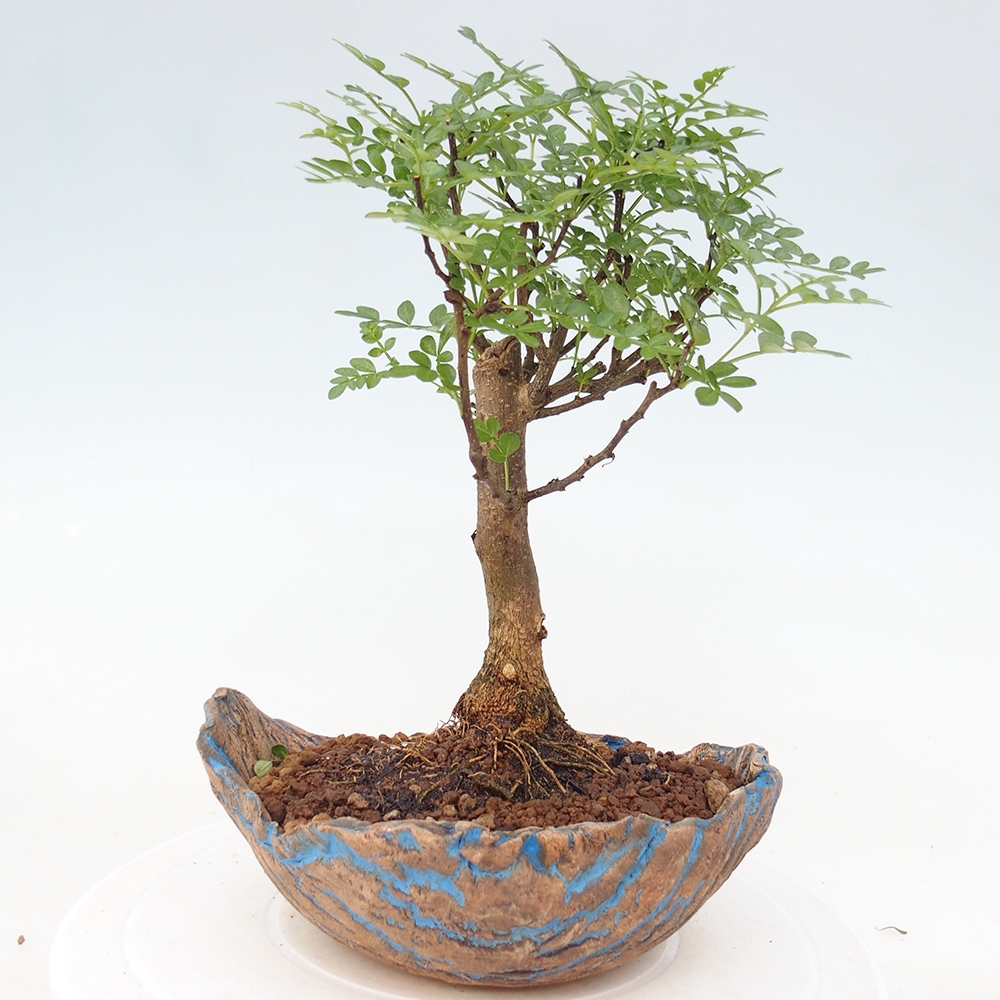 Room bonsai - Zantoxylum piperitum - pepper tree