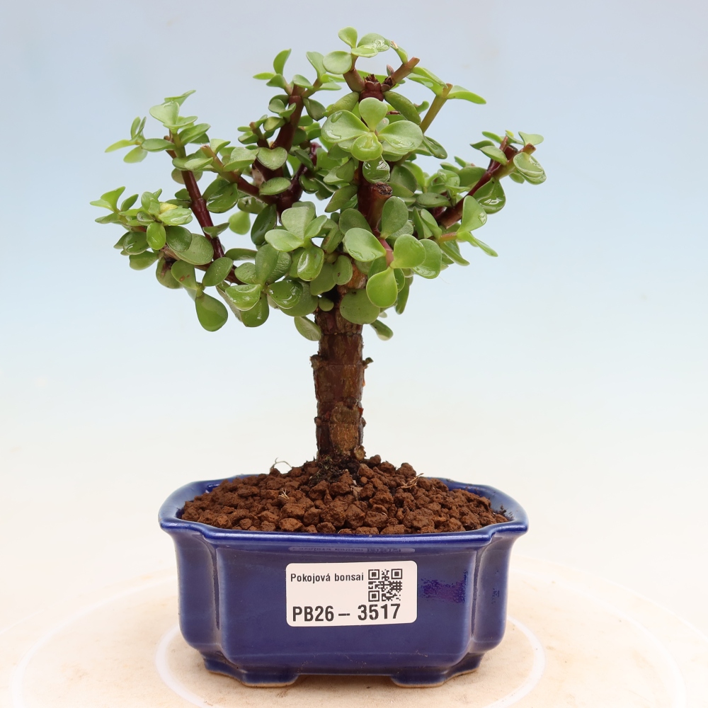 Room bonsai - Portulakaria Afra - Tlustice