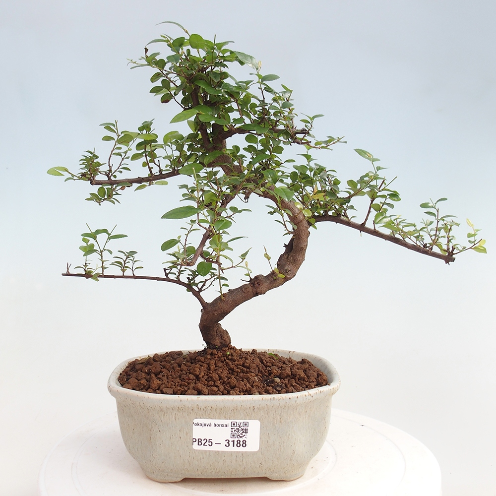 Indoor bonsai - Sagerécie thea - Sagerécie thea