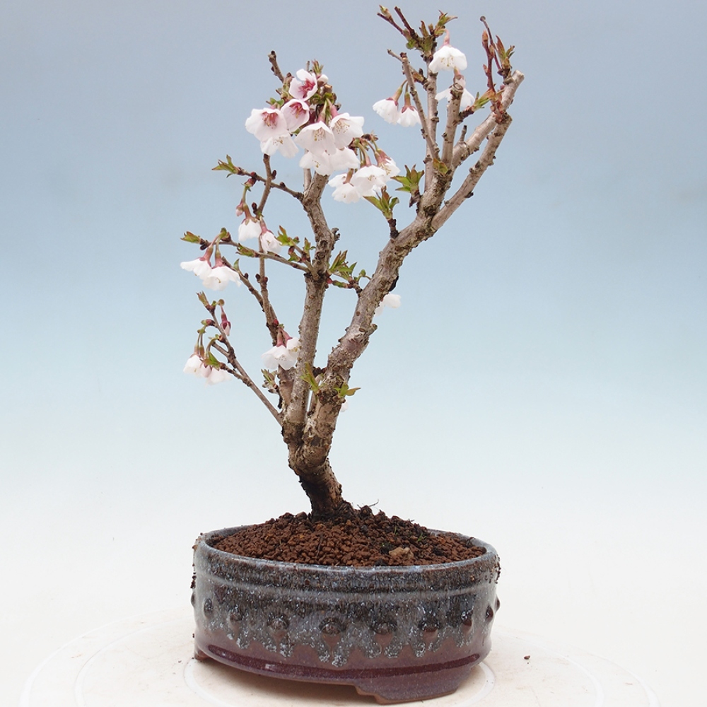 Outdoor bonsai - Prunus incisa Kojou-no mai-Plum cut