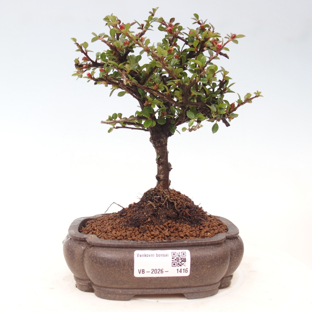 Outdoor bonsai - Cotoneaster horizontalis - Rocky Mountain