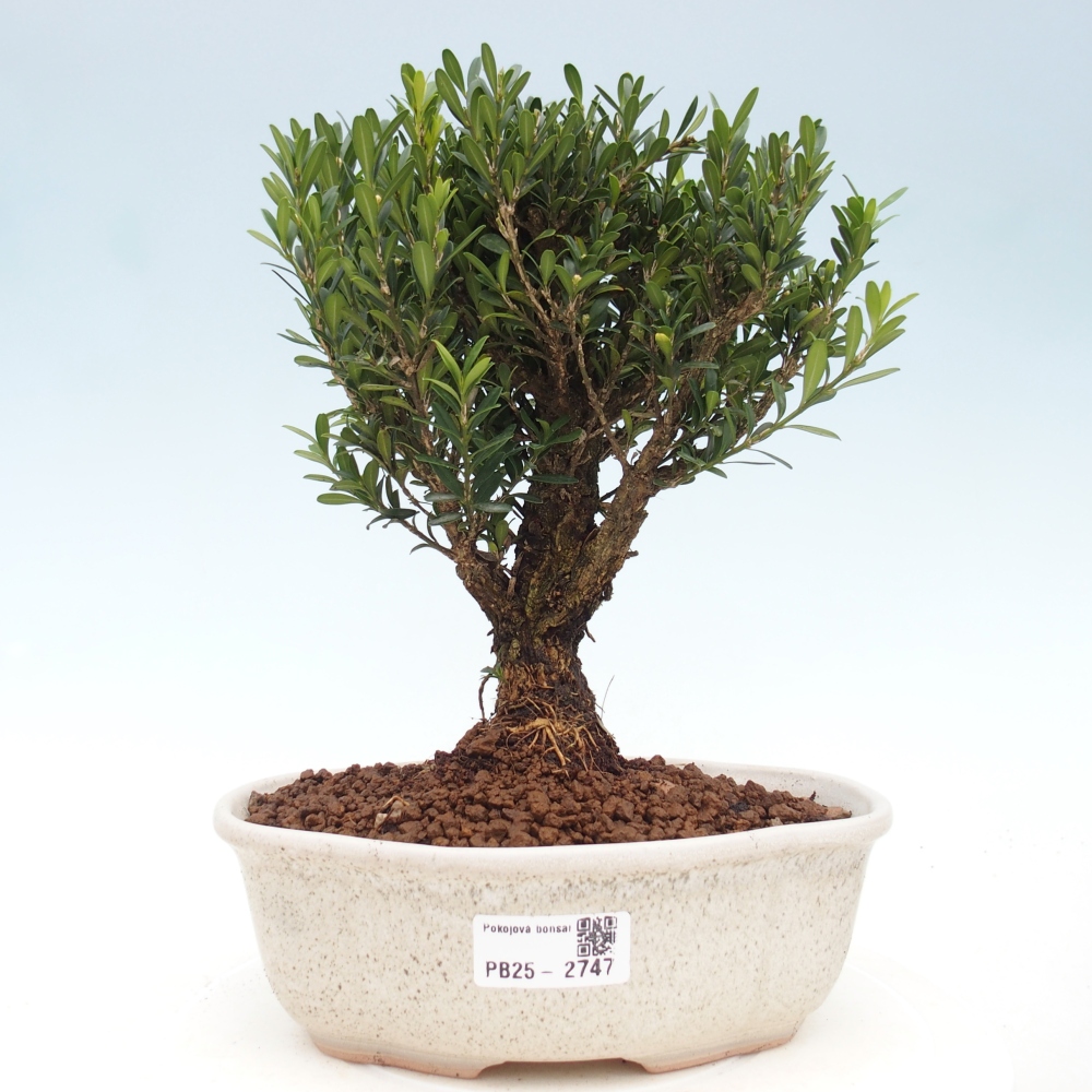 Indoor bonsai - Buxus harlandii - Cork boxwood