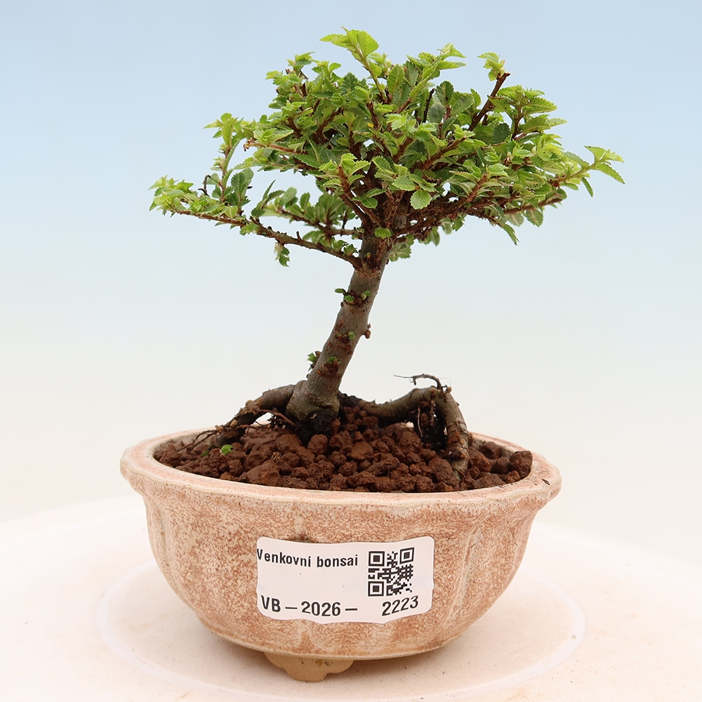 Outdoor Bonsai - Ulmus parvifolia 'Sagei' - Small-leaved Elm