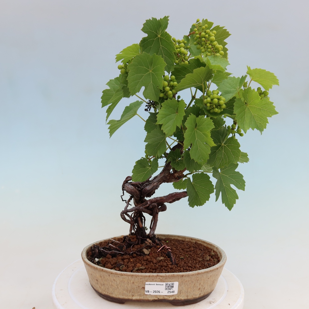 Outdoor Bonsai - Grapevine - Vitis vinifera 