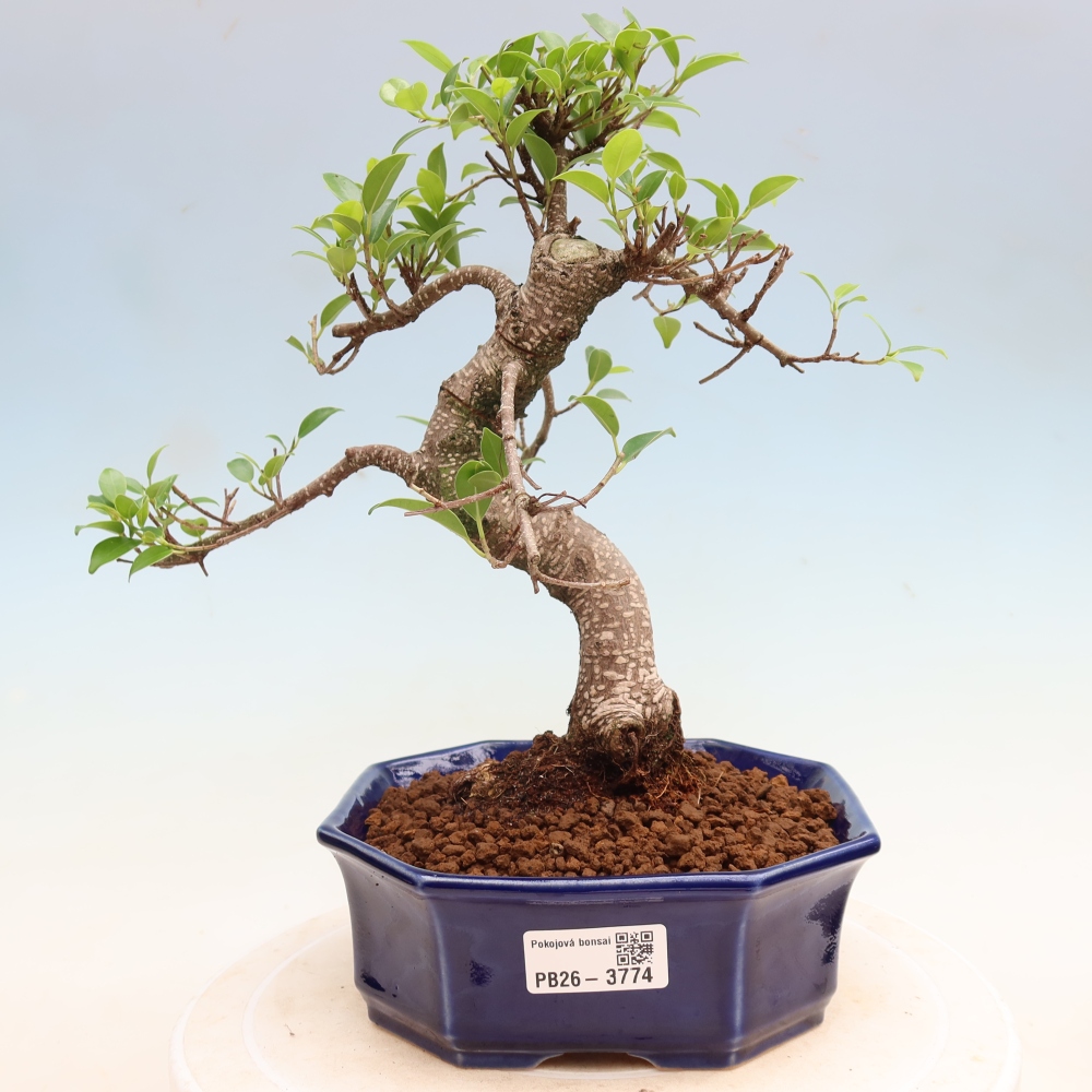 Room bonsai - Ficus kimmen - small-leaved ficus