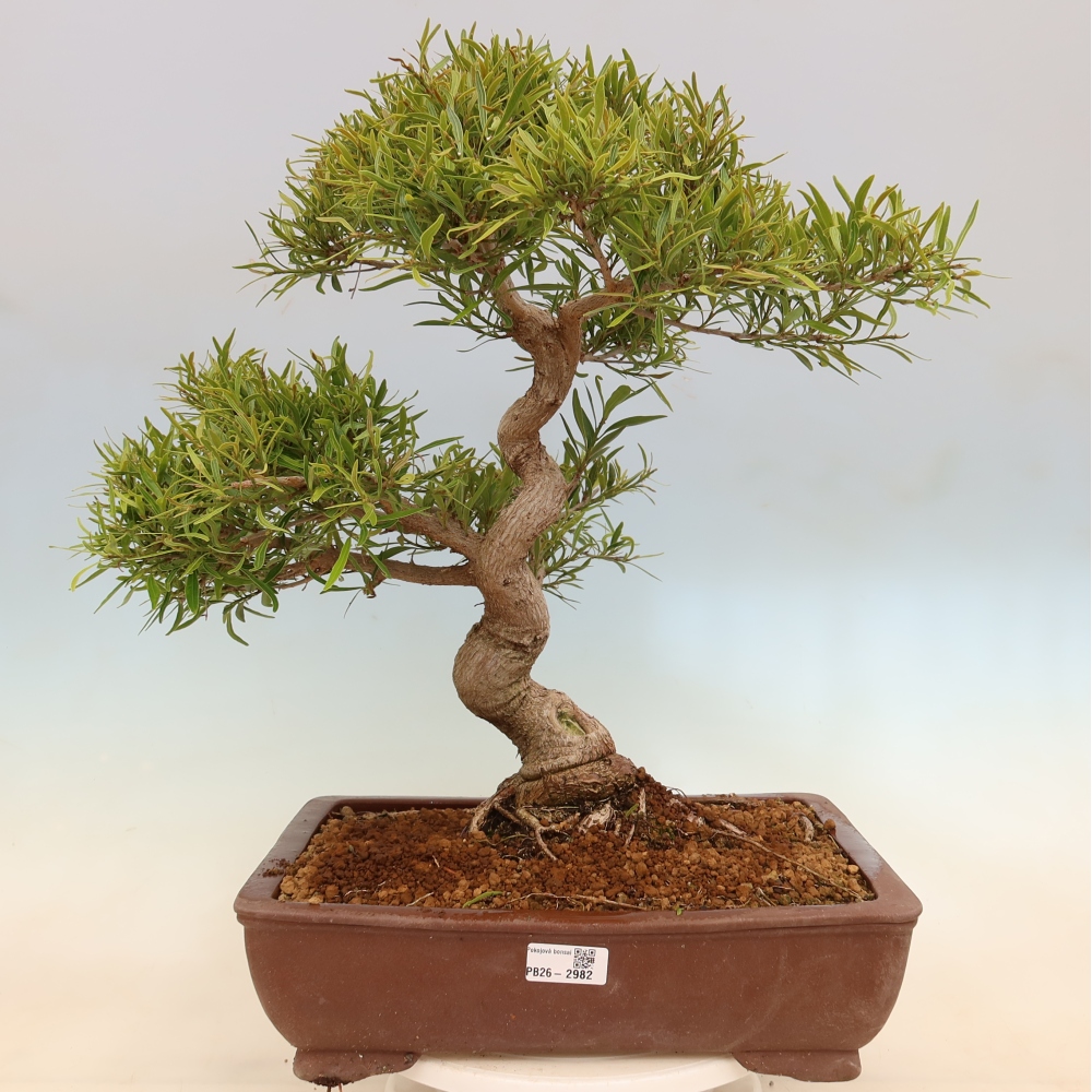 Room bonsai - Ficus nerifolia - small-leaved ficus