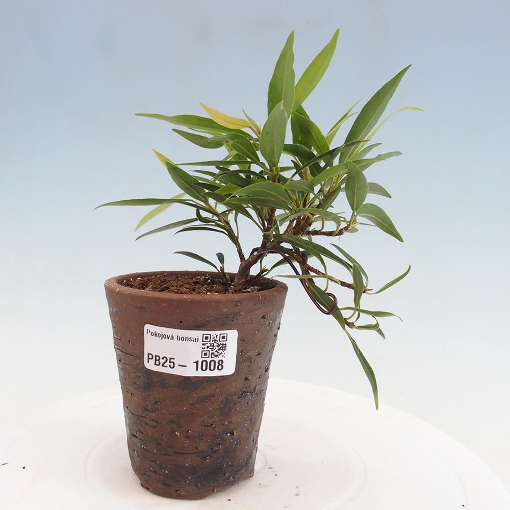 Indoor bonsai - Ficus nerifolia - small-leaved ficus