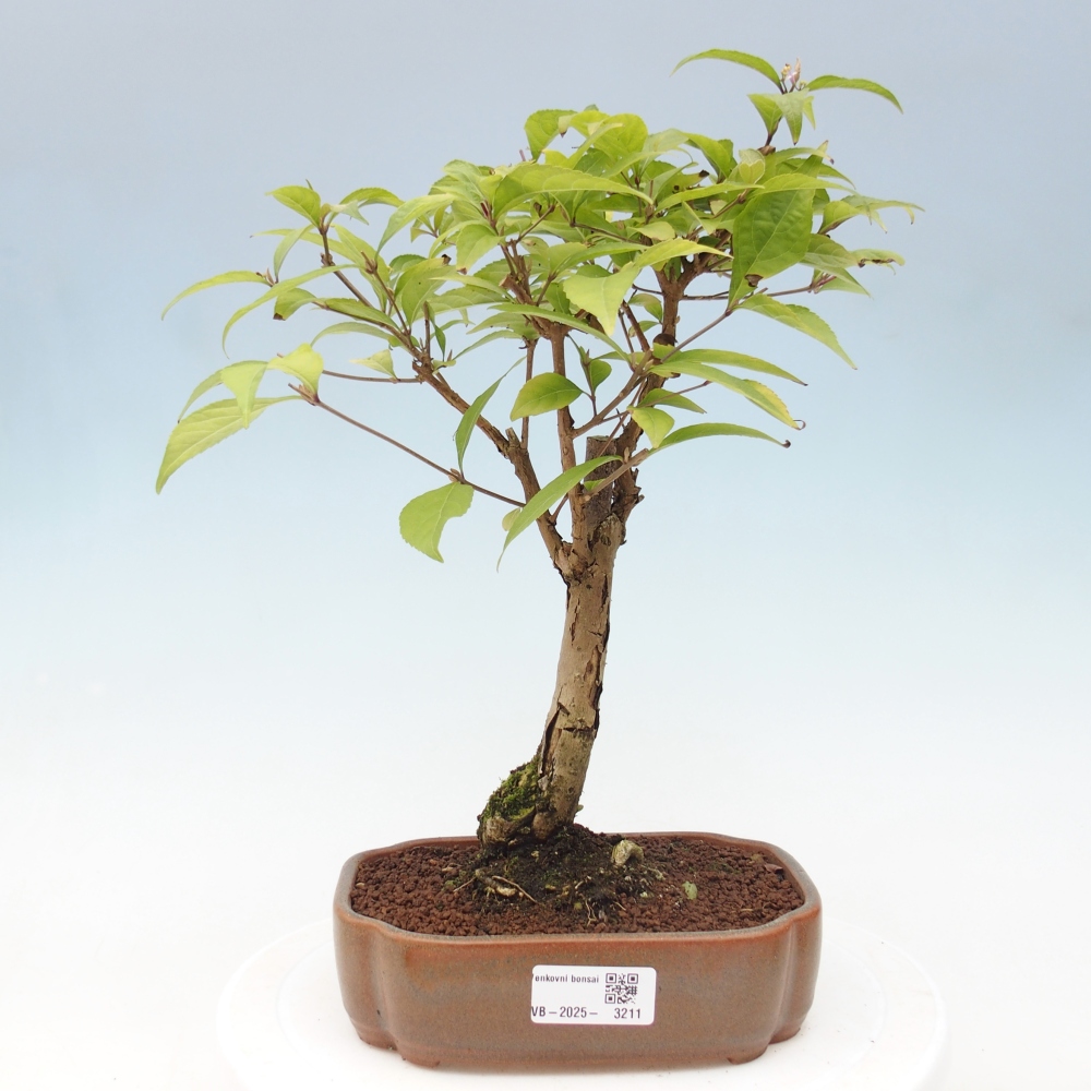 Outdoor bonsai - callicarpa jap Leucocarpa