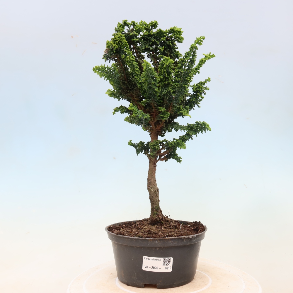 Outdoor bonsai - Cham. obtusa SEKKA HINOKI - Cypress