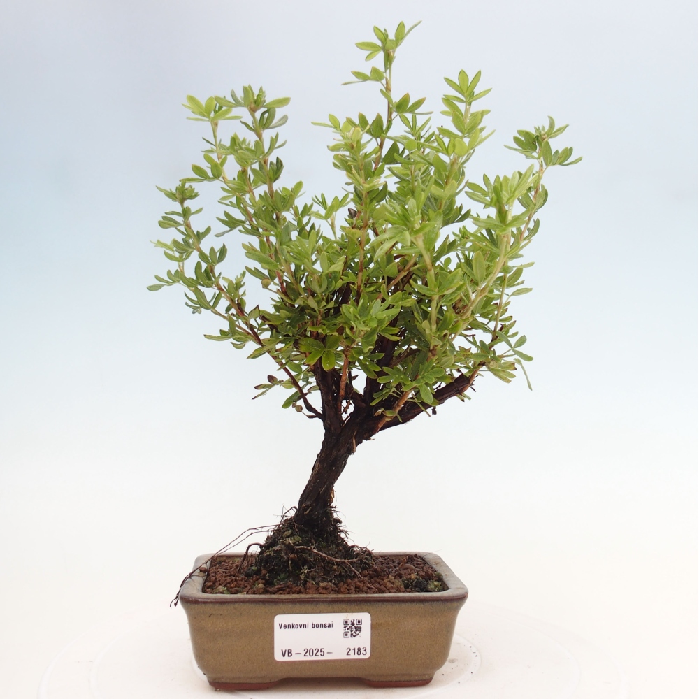 Outdoor bonsai-Cinquefoil - Potentila fruticosa yellow Bird