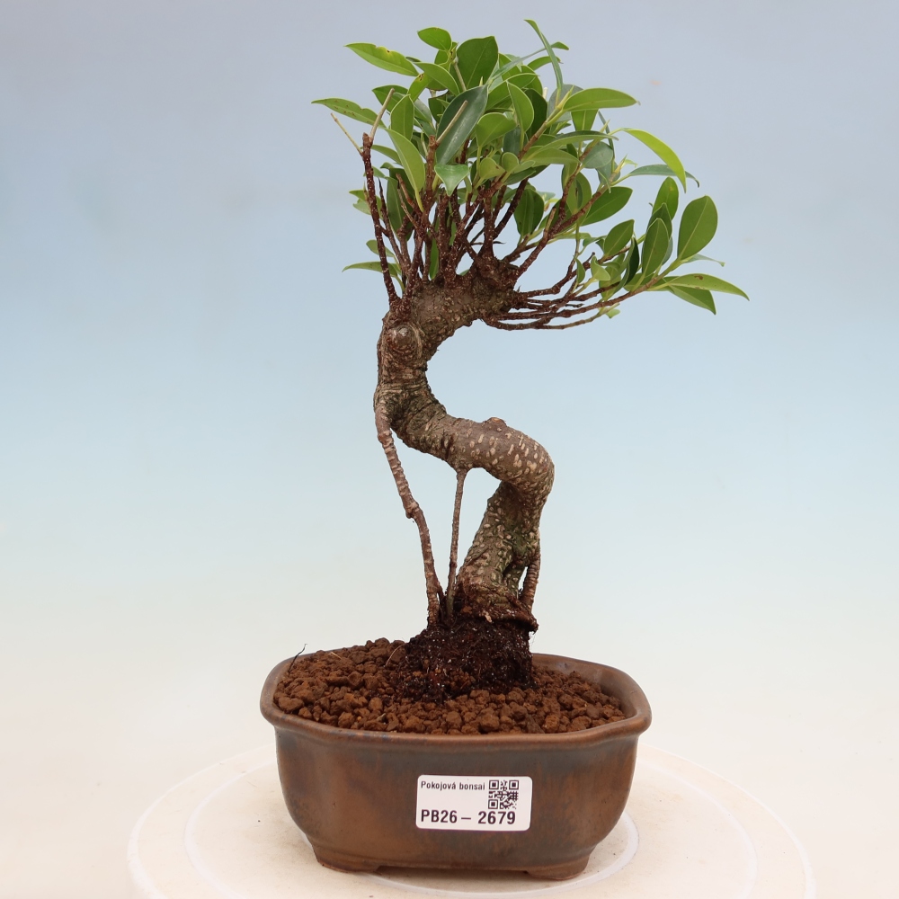 Room bonsai - Ficus kimmen - small-leaved ficus