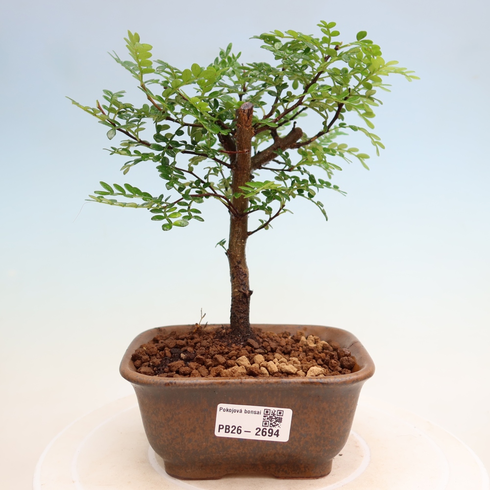 Room bonsai - Zantoxylum piperitum - pepper tree