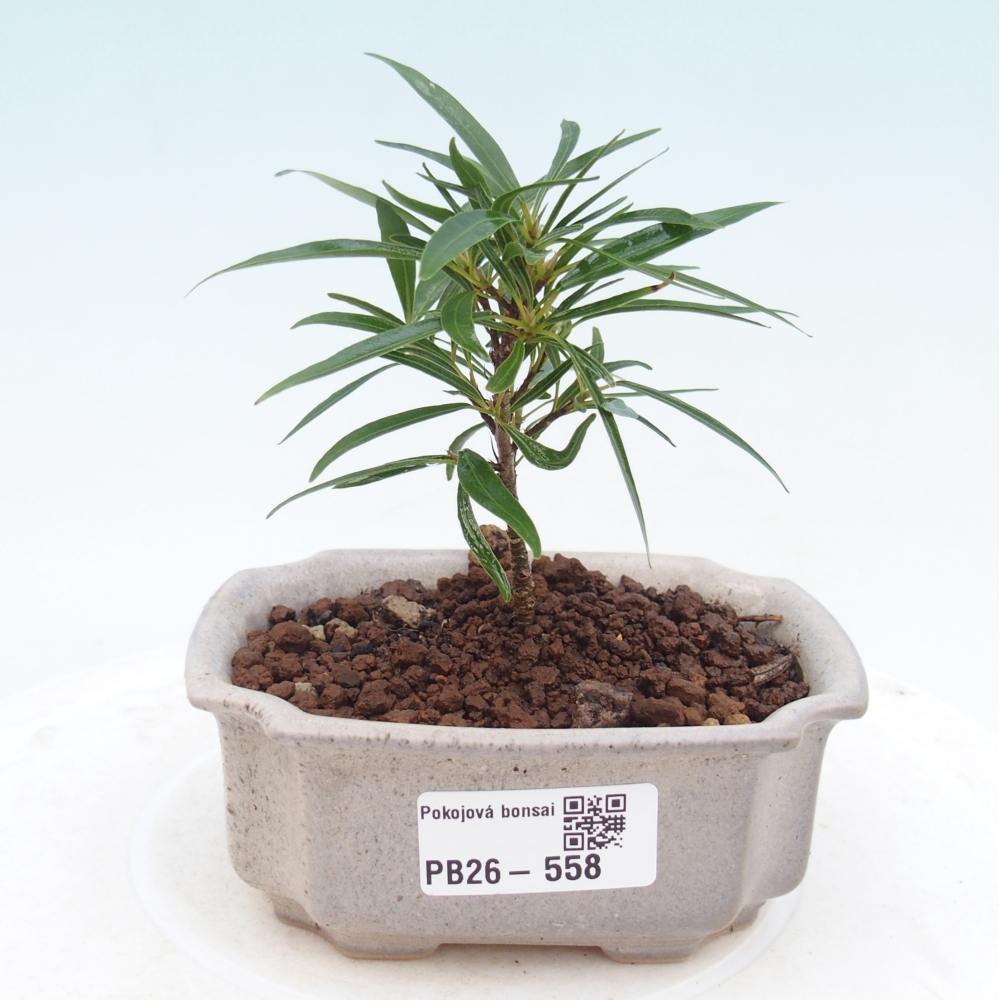 Room bonsai - Ficus nerifolia - small-leaved ficus