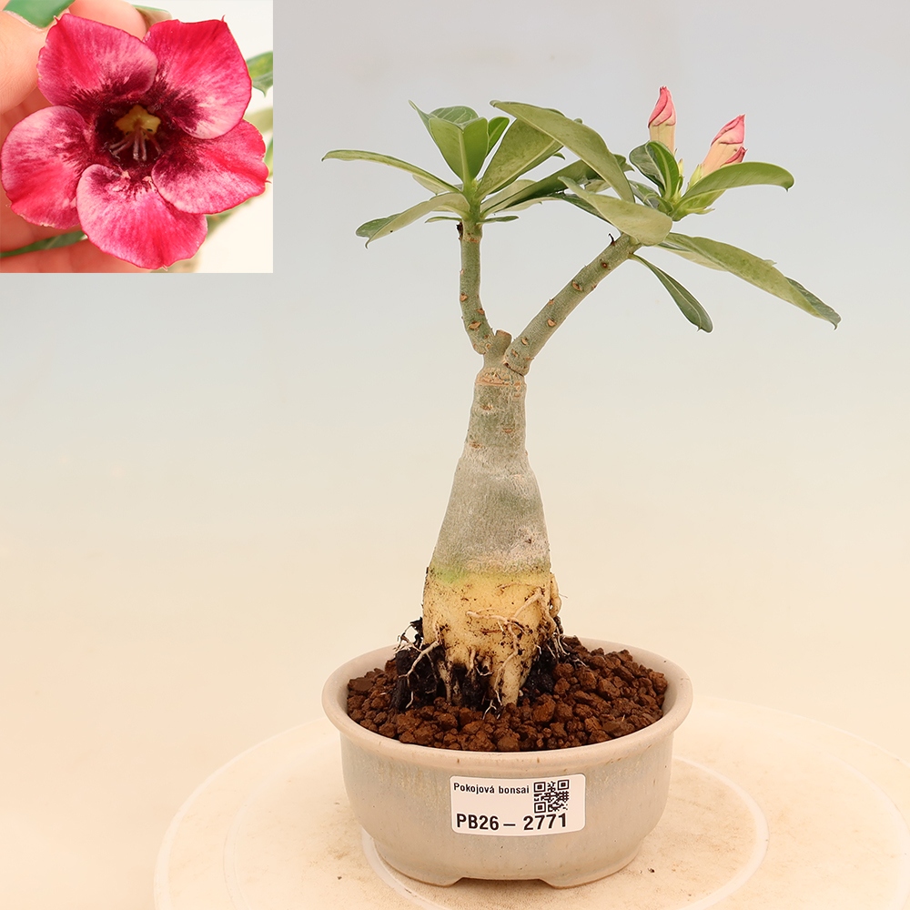 Indoor Bonsai - Grafted Adenium obesum 
