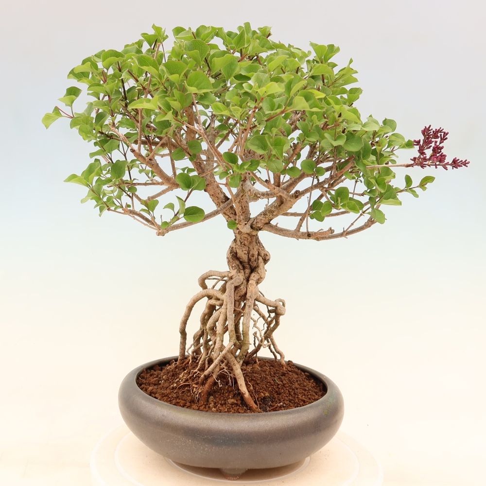 Outdoor bonsai - Syringa microphylla - small-flowered lilac