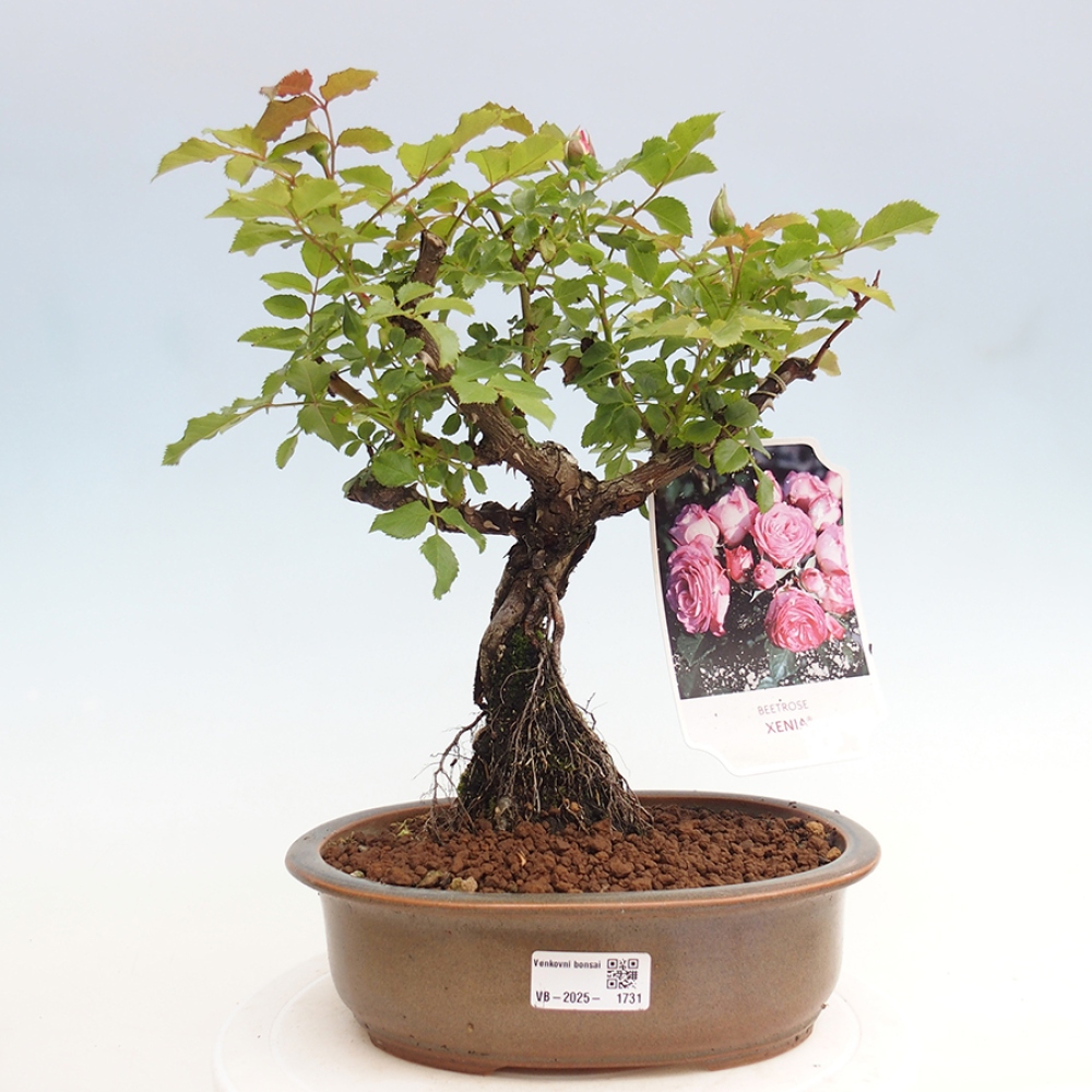 Outdoor bonsai - Rosa Kordes -  rose