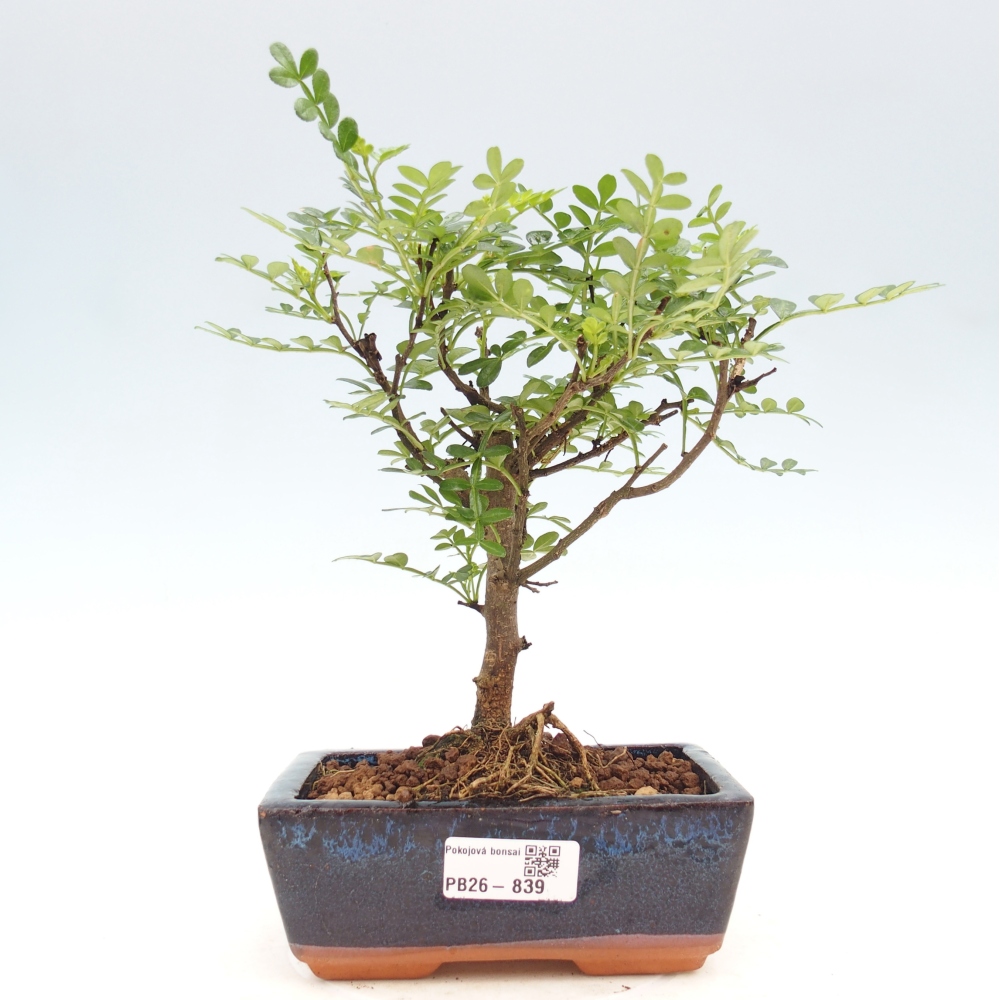 Room bonsai - Zantoxylum piperitum - pepper tree