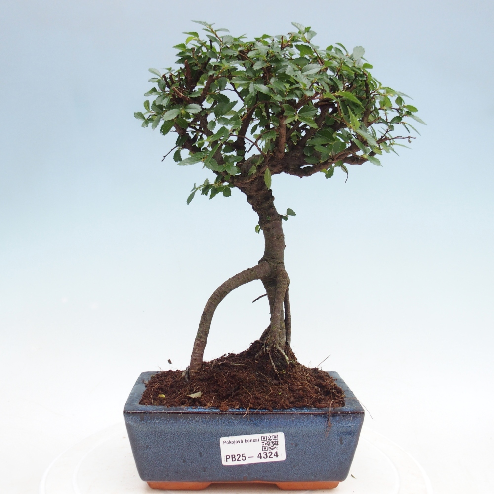 Room bonsai - Ulmus parvifolia - Small-leaved elm
