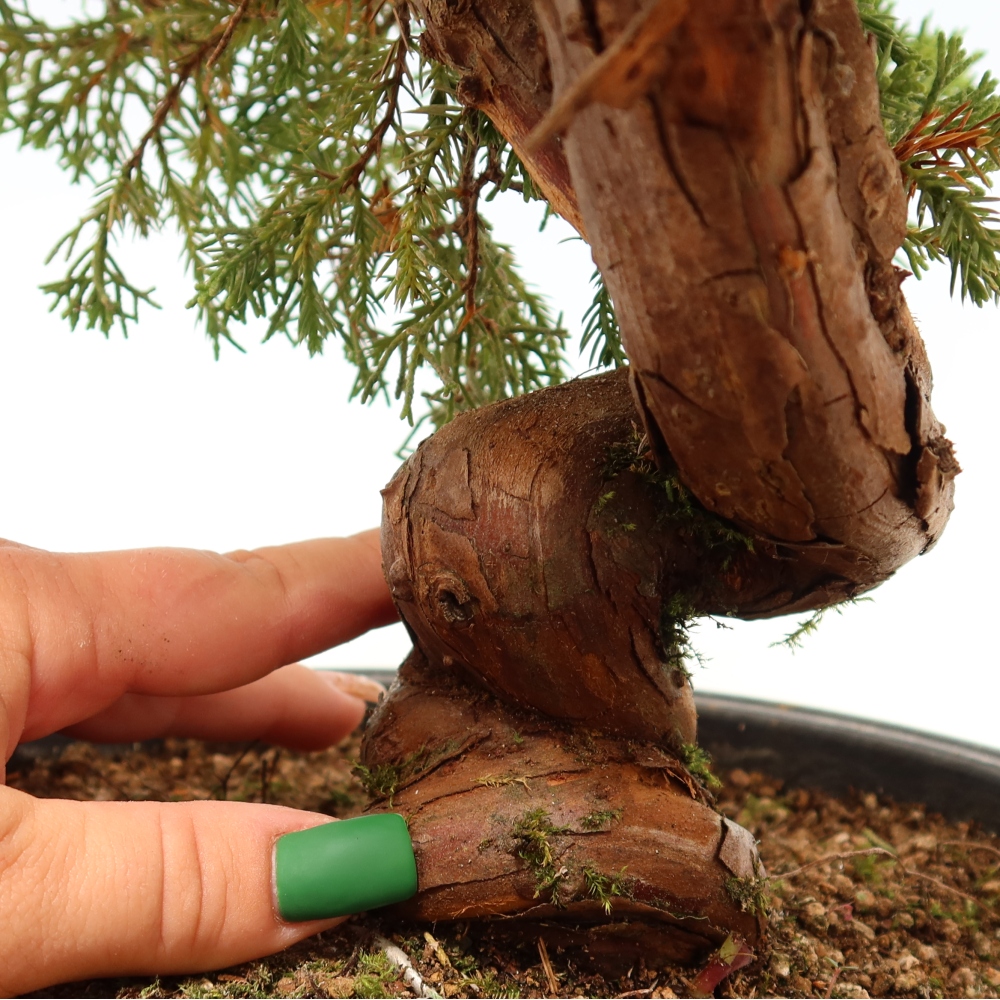 Outdoor Bonsai - Juniperus chinensis Itoigawa - Chinese Juniper