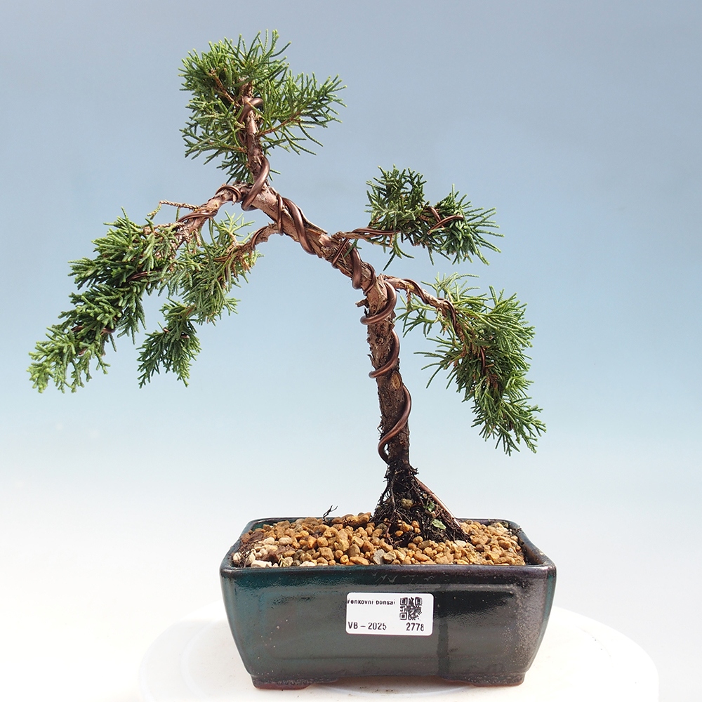 Outdoor bonsai - Juniperus chinensis Kishu - Chinese Juniper
