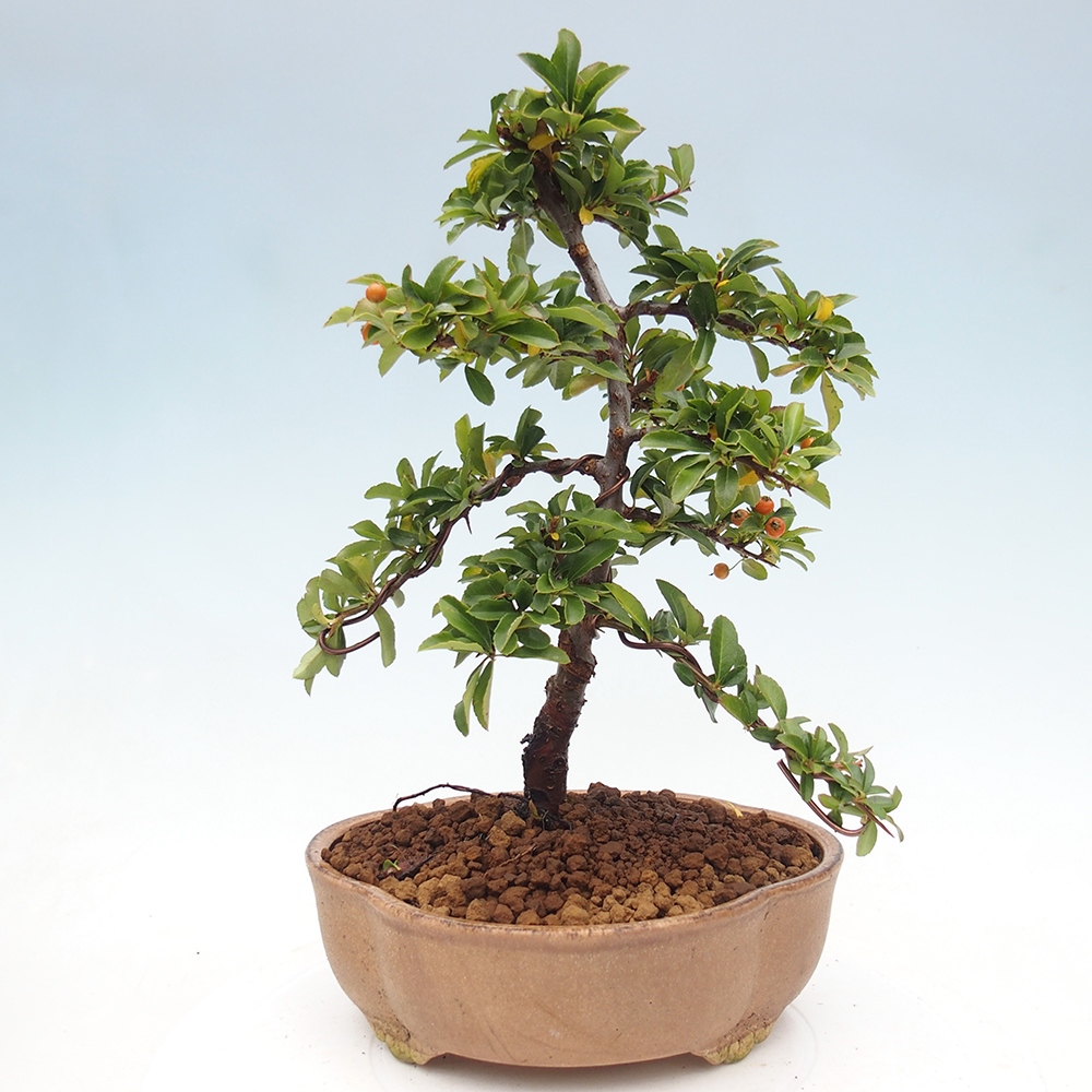 Outdoor bonsai-Pyracantha Teton -Hlox