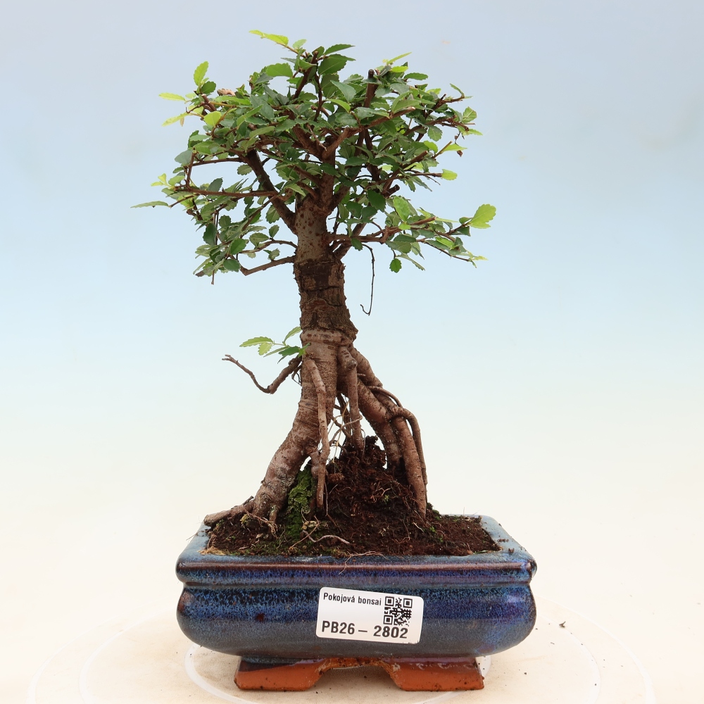 Room bonsai - Ulmus parvifolia - Small-leaved elm