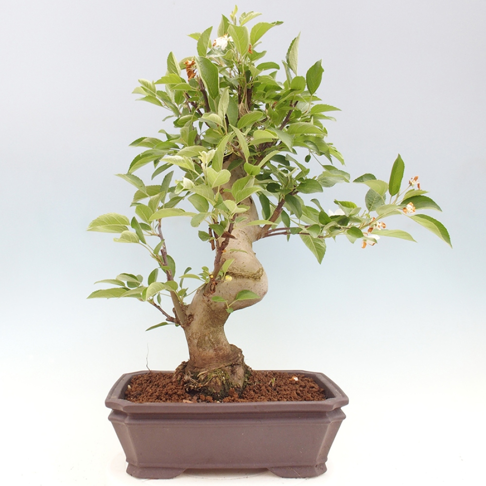 Outdoor bonsai - Malus halliana - Small-fruited apple tree