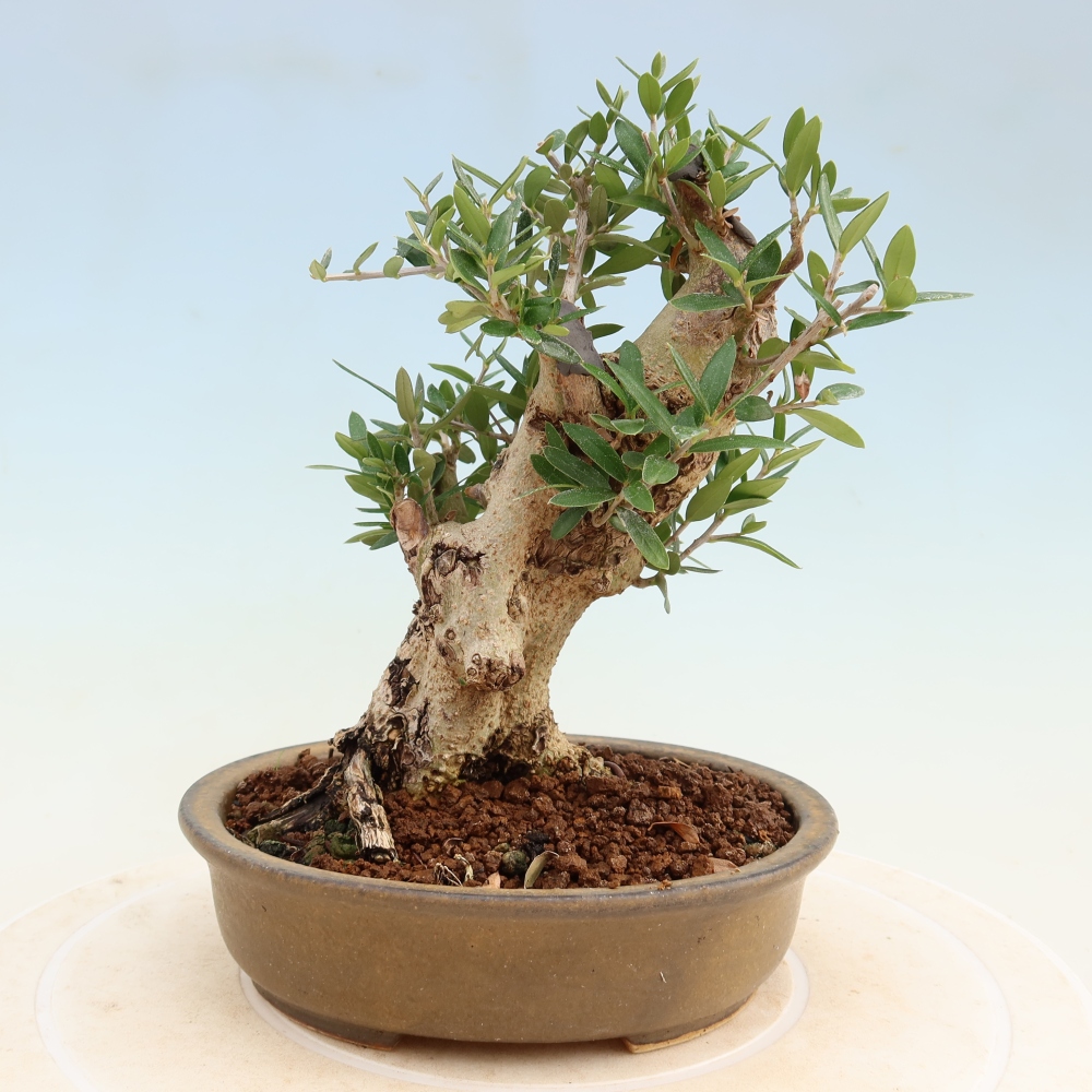 Indoor bonsai - Olea europaea sylvestris