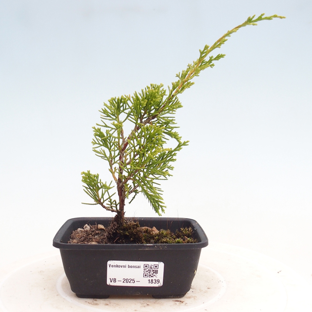 Outdoor bonsai - Juniperus chinensis Itoigawa - Chinese juniper