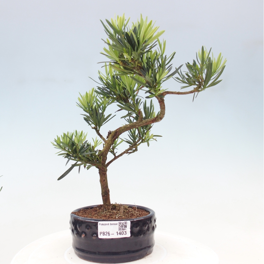 Room bonsai - Podocarpus - Stone Yew