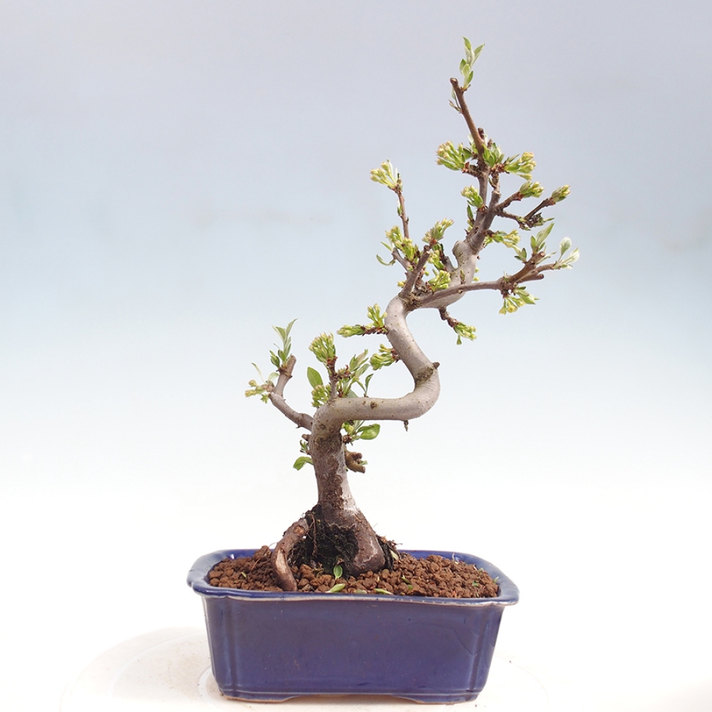 Outdoor bonsai - Malus sargentii - Small-fruited apple tree