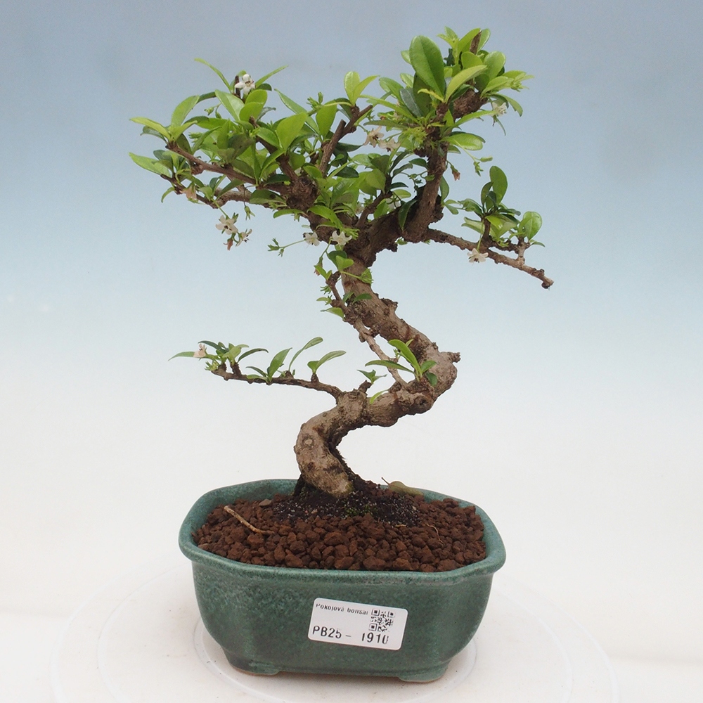 Indoor bonsai - Carmona macrophylla - Fuki tea