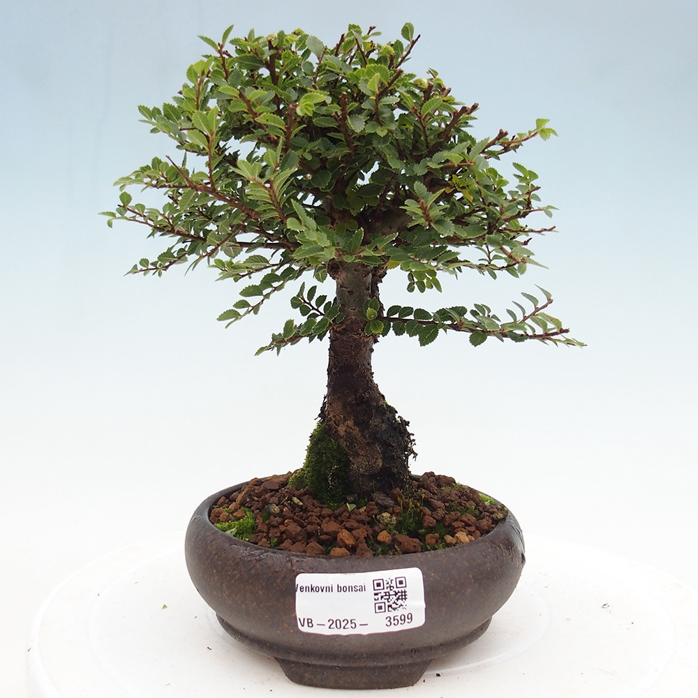 Outdoor bonsai - Ulmus parvifolia Hokkaido - Chinese elm