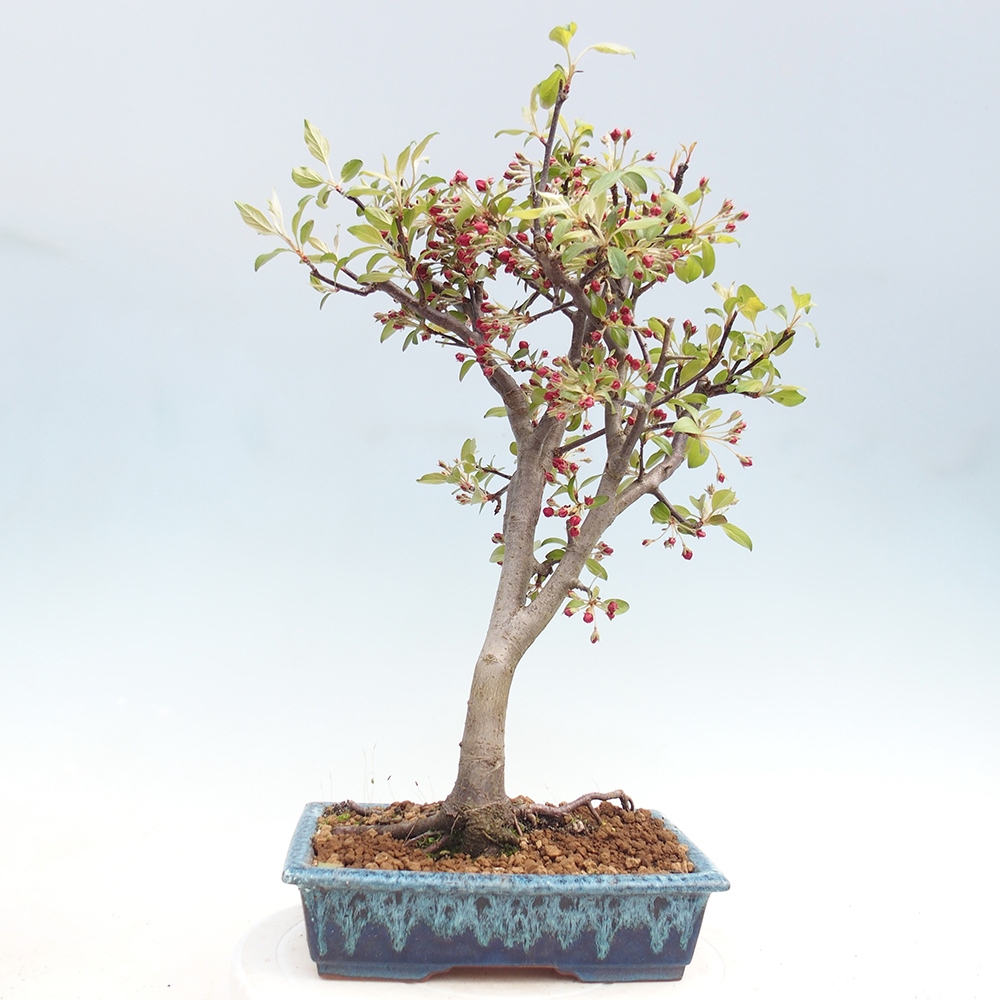 Outdoor bonsai -Malus domestica - Small-fruited red-leaved apple tree