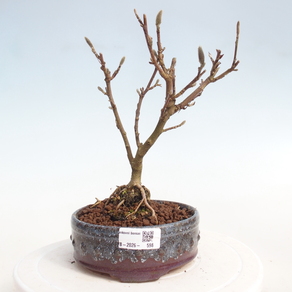 Outdoor bonsai - Magnolia stellata