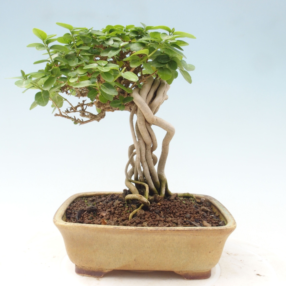 Indoor bonsai - Premna serratifolia - Kozlovon small-leaved