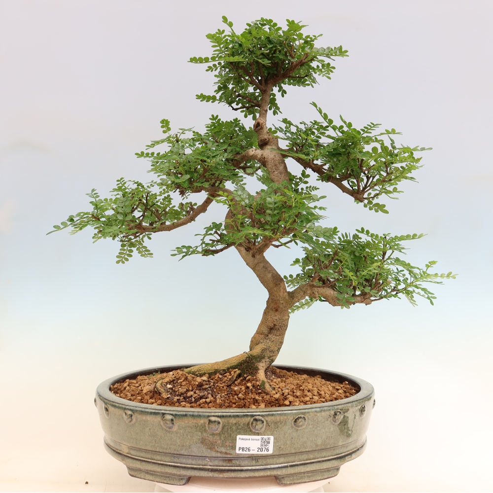Room bonsai - Zantoxylum piperitum - pepper tree