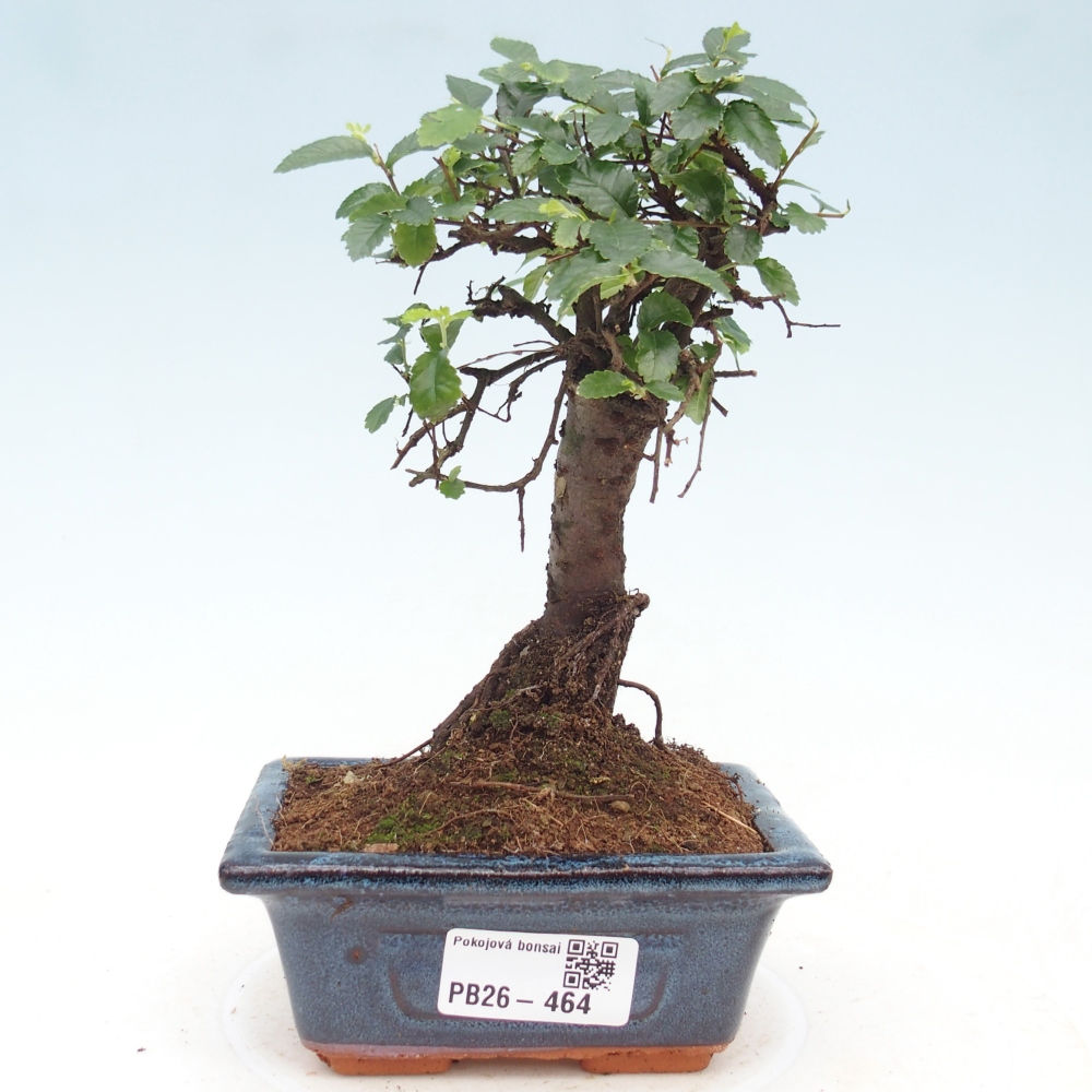 Room bonsai - Ulmus parvifolia - Small-leaved elm