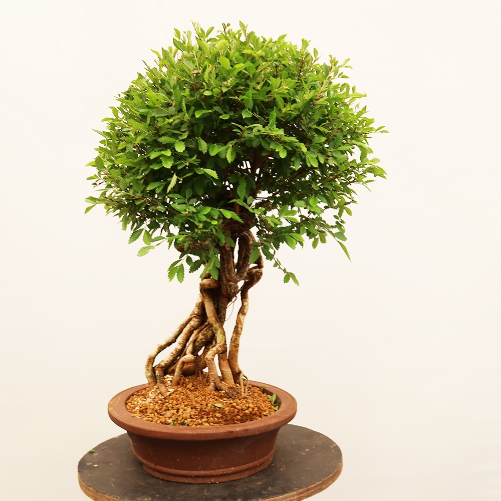 Outdoor bonsai - Zelkova - Zelkova NIRE