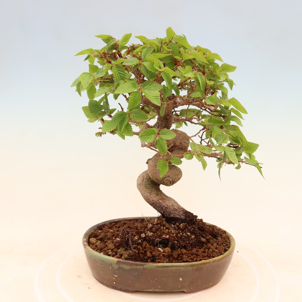 Outdoor bonsai -Carpinus coreana - Korean Hornbeam