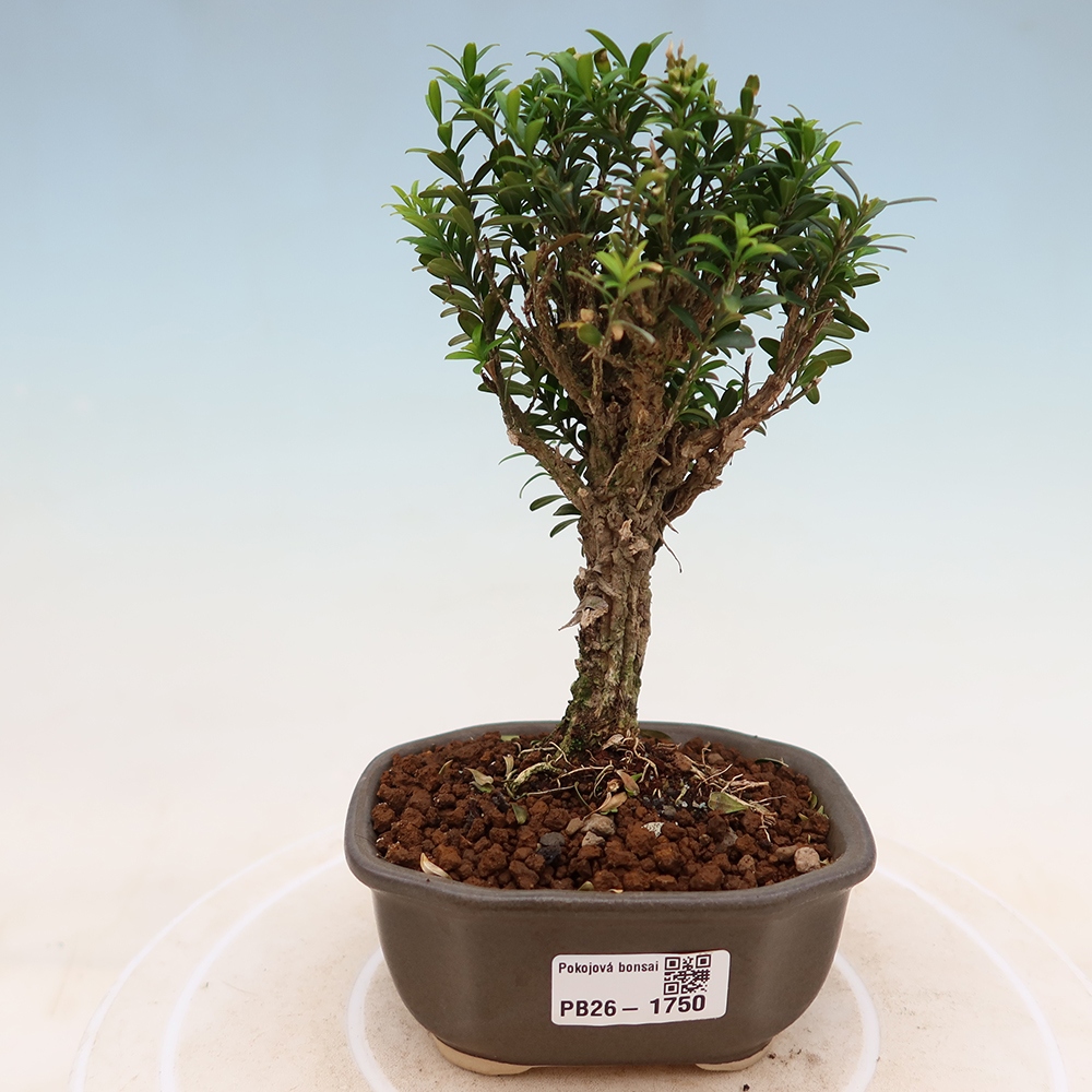 Room bonsai - Buxus harlandii - cork buxus