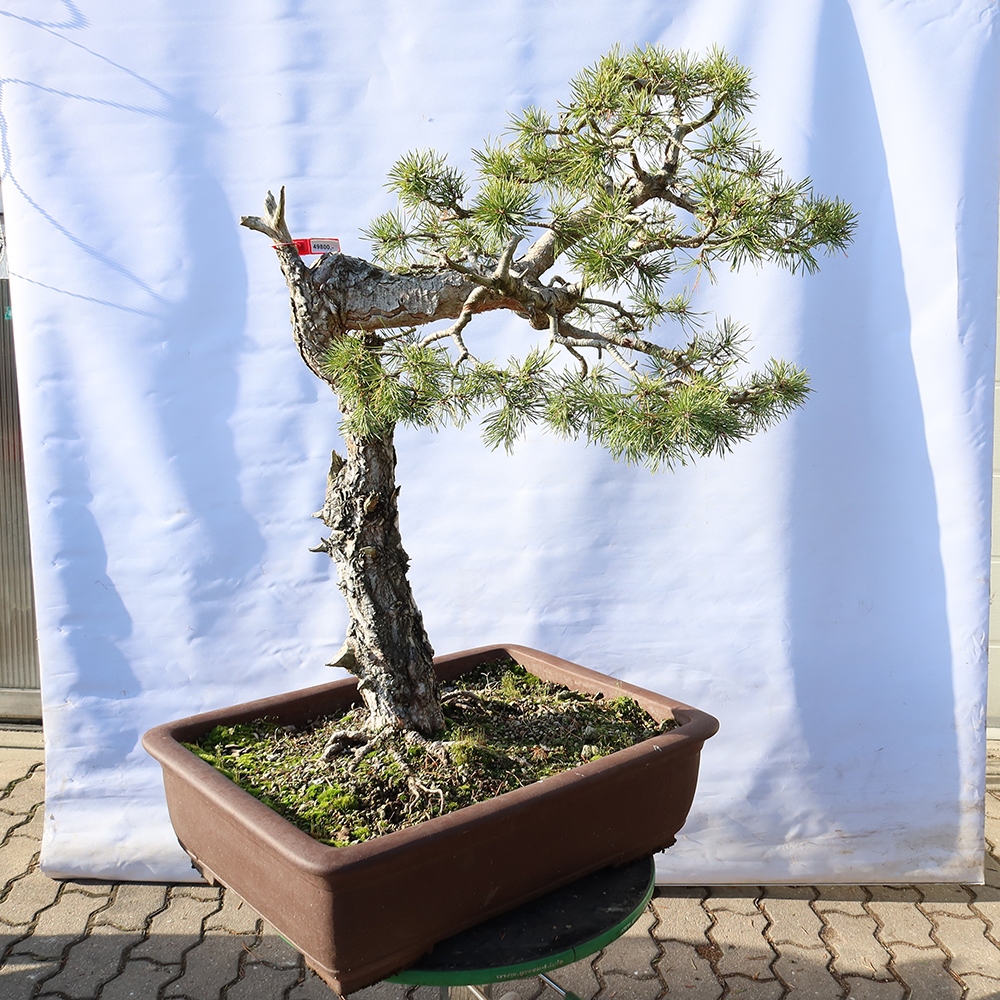 Pinus sylvestris Spain - Scots pine