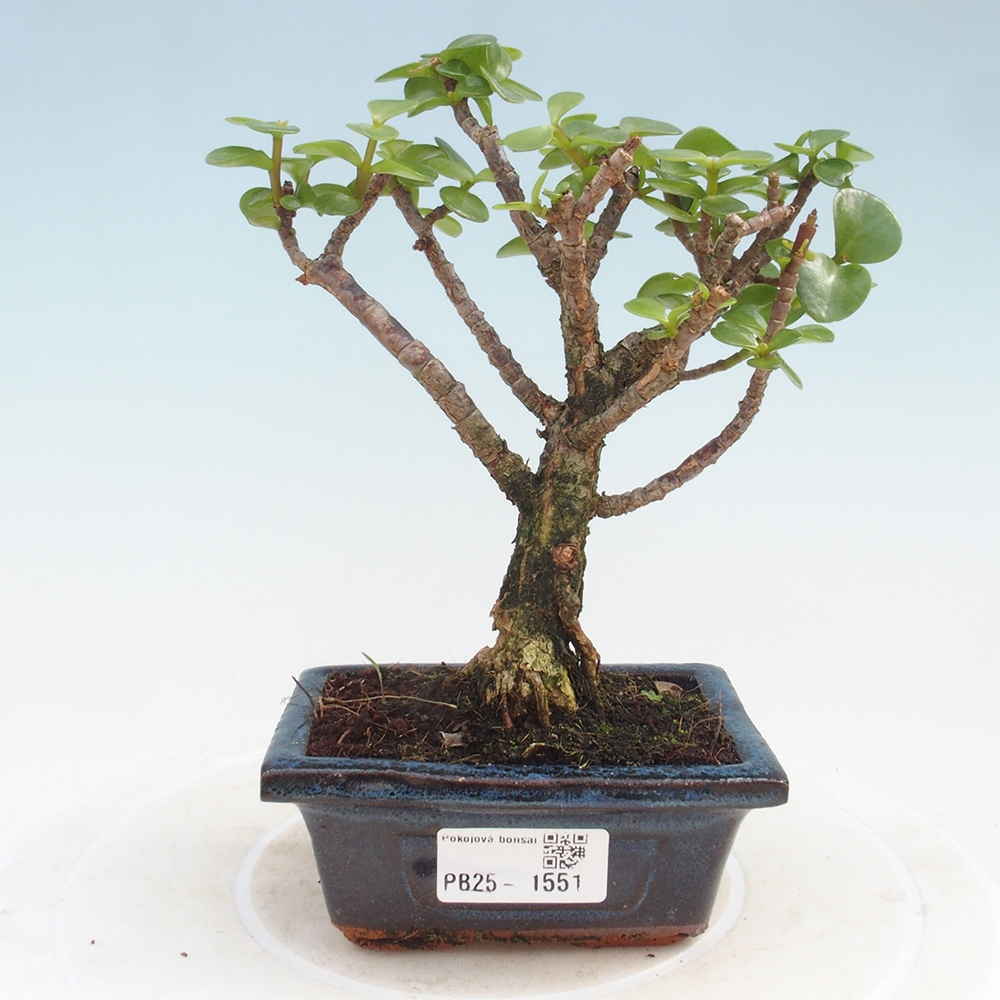 Indoor bonsai - Portulakaria Afra - Tlustice