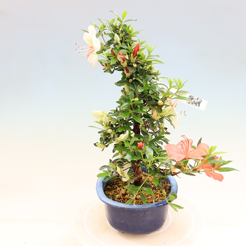 Outdoor bonsai - Japanese azalea - Azalea Asahi-no-izumi