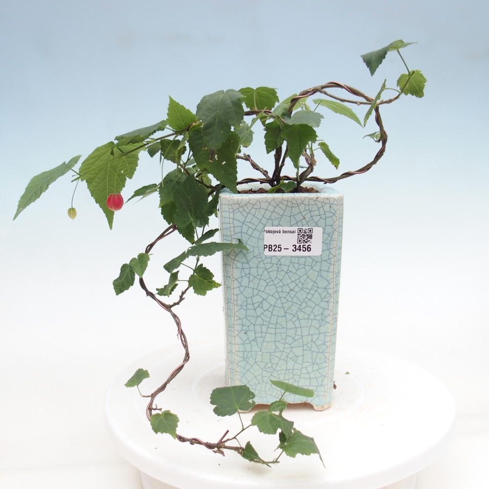 Indoor bonsai - Abutilon Big Bell - Cloudberry