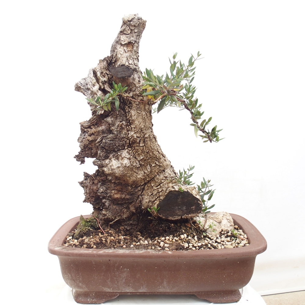 Indoor bonsai - Olea europaea sylvestris - European small-leaved olive oil